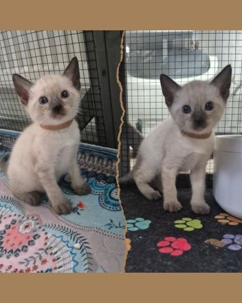 Wunderschöne Siam Kitten