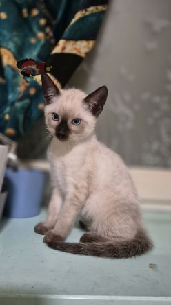 Wunderschönes Siam Kitten