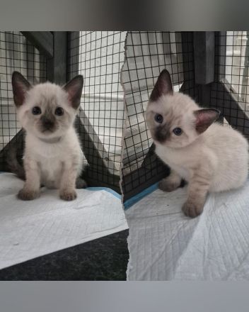 Wunderschöne Siam Kitten