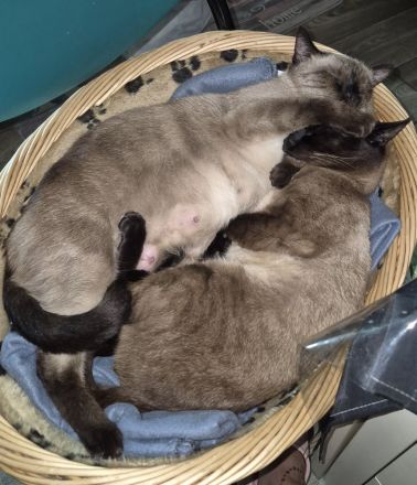 Wunderschöne Siam Kitten