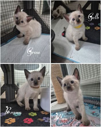 Wunderschöne Siam Kitten