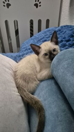 Wunderschönes Siam Kitten