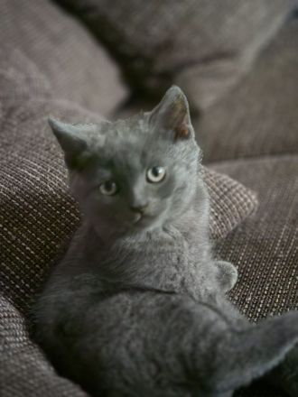BKH Kitten
