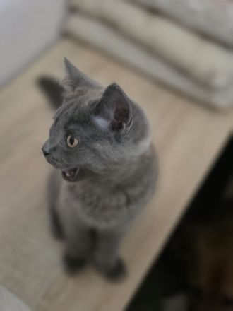 BKH Kitten