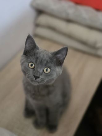 BKH Kitten