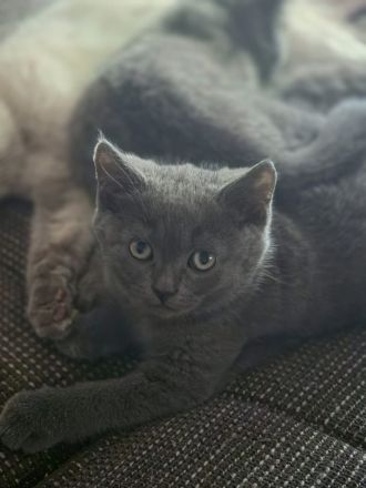 BKH Kitten