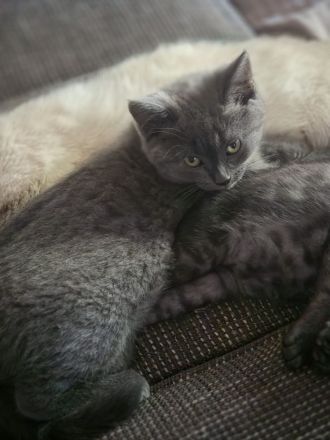 BKH Kitten