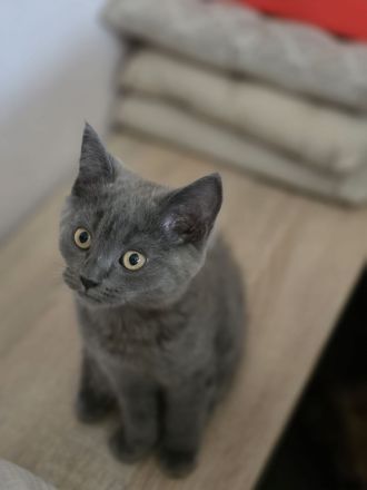 BKH Kitten