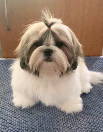 Shih-Tzu-Welpe, mädhen, FCI