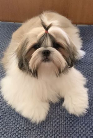 Shih-Tzu-Welpe, mädhen, FCI