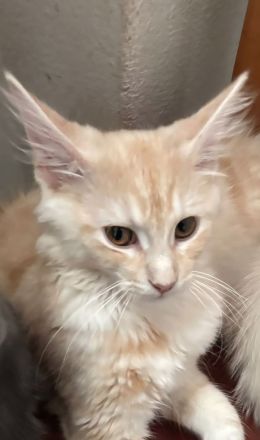 Knapp 4 Monate alter Maine Coon 2 mal geimpft