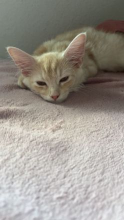 Knapp 4 Monate alter Maine Coon 2 mal geimpft