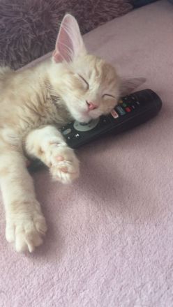 Knapp 4 Monate alter Maine Coon 2 mal geimpft