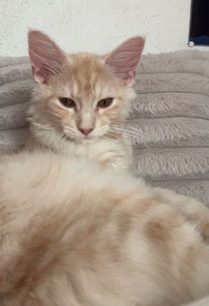 Knapp 4 Monate alter Maine Coon 2 mal geimpft