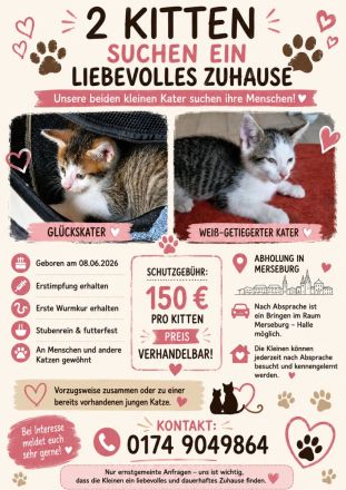 🐾 Zwei liebe Kater suchen ein schönes Zuhause 🏡❤️