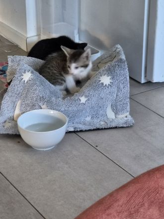 🐾 Zwei liebe Kater suchen ein schönes Zuhause 🏡❤️