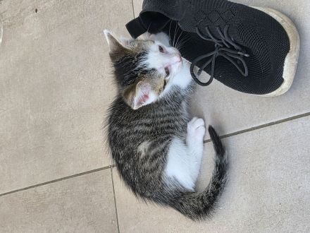 🐾 Zwei liebe Kater suchen ein schönes Zuhause 🏡❤️