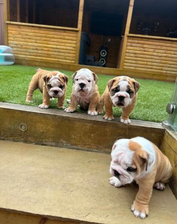 Englische Bulldoggenwelpen