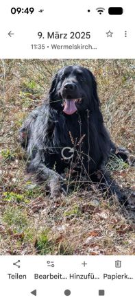 Elmo von der Metelener Heide Deckrüde