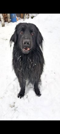 Elmo von der Metelener Heide Deckrüde