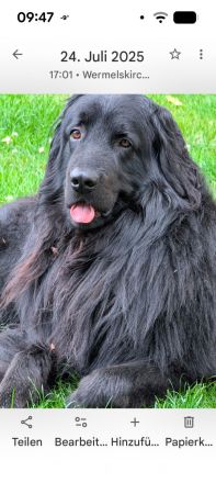 Elmo von der Metelener Heide Deckrüde
