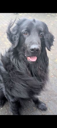 Elmo von der Metelener Heide Deckrüde