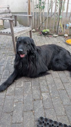Elmo von der Metelener Heide Deckrüde
