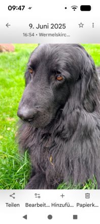 Elmo von der Metelener Heide Deckrüde