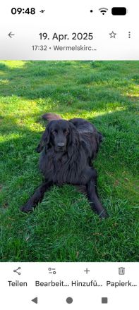 Elmo von der Metelener Heide Deckrüde