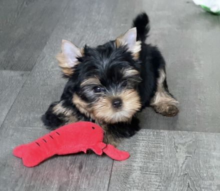 Wunderschöner Yorkshire Terrier Rüde