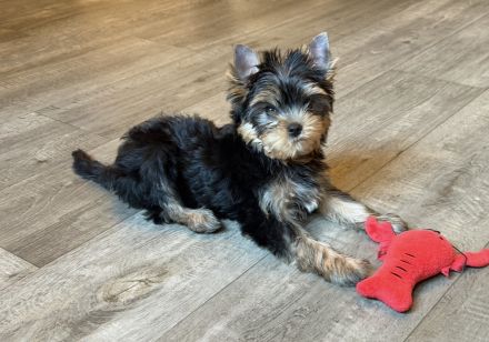 Wunderschöner Yorkshire Terrier Rüde