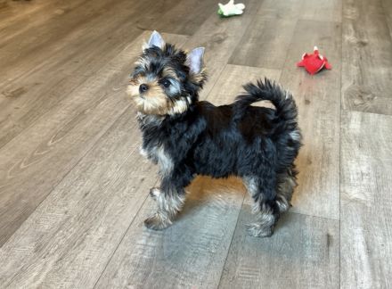 Wunderschöner Yorkshire Terrier Rüde