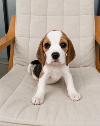 Beagle-Welpen