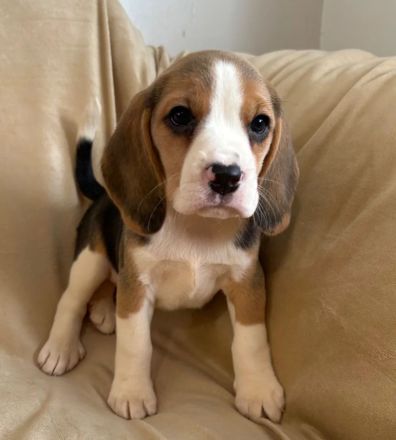 Beagle-Welpen