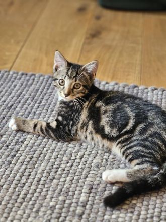 Mehrfarbige Katzengeschwister