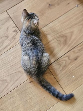 Mehrfarbige Katzengeschwister