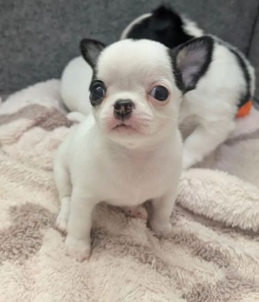 Wunderschöne Chihuahua-Welpen