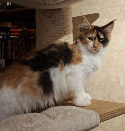 Maine Coon Kitten, lieb und verspielt
