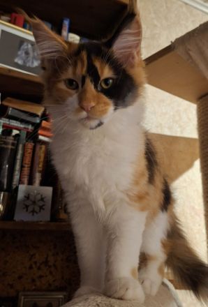 Maine Coon Kitten, lieb und verspielt