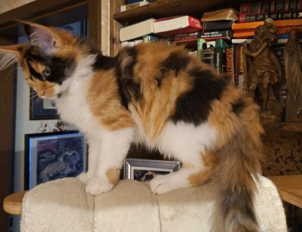 Maine Coon Kitten, lieb und verspielt
