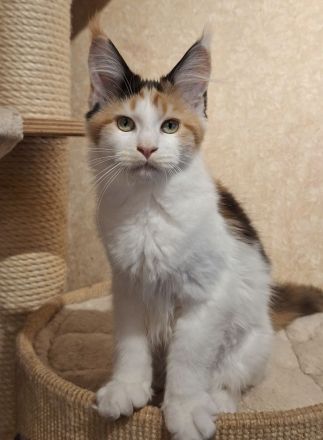 Maine Coon Kitten, lieb und verspielt