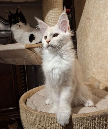 Maine Coon Kitten, lieb und verspielt