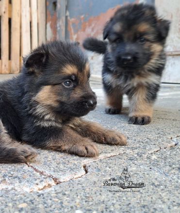 Deutsche Schäferhundwelpen suchen ihr liebevolles Zuhause