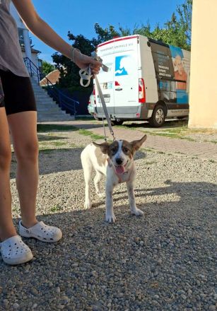 Süße Ayla sucht liebevolle Familie