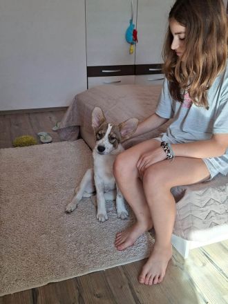Süße Ayla sucht liebevolle Familie