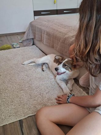 Süße Ayla sucht liebevolle Familie