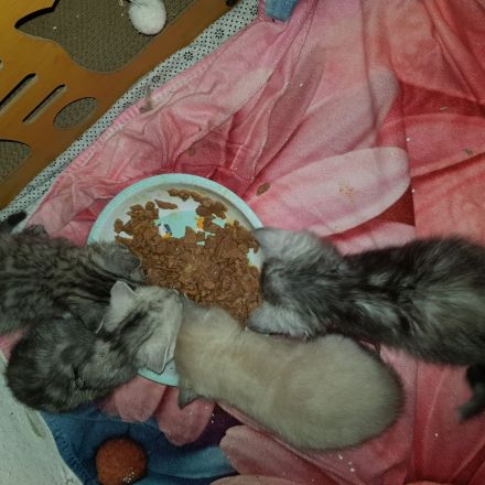 Wunderschöne Katzen Kitten