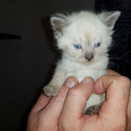 Wunderschöne Katzen Kitten