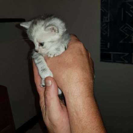 Wunderschöne Katzen Kitten