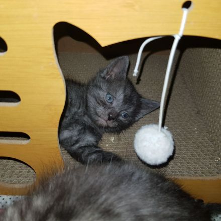 Wunderschöne Katzen Kitten